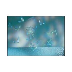 STRIP CAP 1X8, STERILE, SUITABLE FOR ARTICLE 102XX