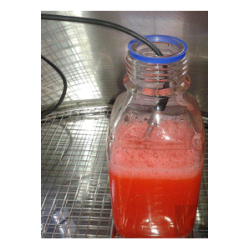 Media temperature sensor